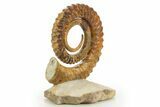 Early Devonian Ammonoid (Anetoceras) - Tazarine, Morocco #320854-3